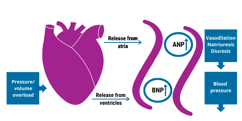 nt-probnp-soon-on-turbidimetric-analysers